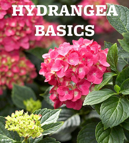 Learn everything you need to know about choosing and growing hydrangea