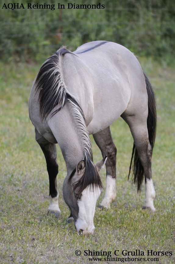 AQHA Grulla Mares - Shining C Grulla Horses - Reining in Diamonds