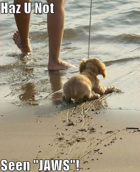 Funny Animal Pictures Of The Day - 30 Pics