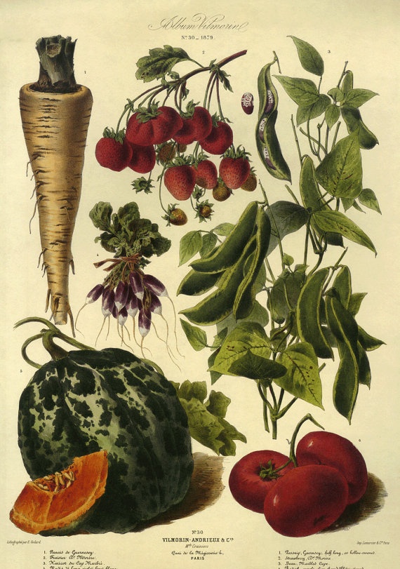 Sale Vintage Paris Botanical Vegetable Print on by GalleryBotanica