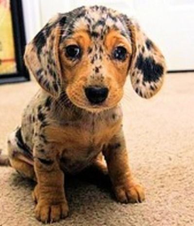 Dapple Apple Dachsund :-) OMGSH, How Adorable You Are!!!!