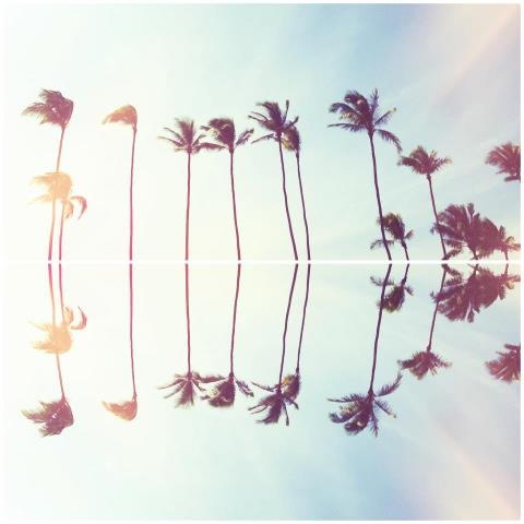 palm tree reflections