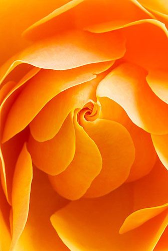 Orange rose by Clive Nichols (looks like a Georgia O'Keefe painting)