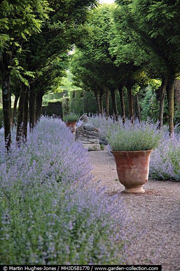 Lavender Path