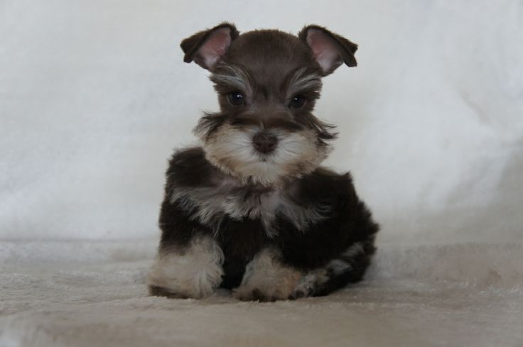 Toy Miniature Schnauzers