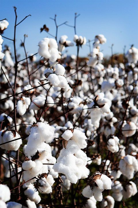 Cotton fields back home. I picked until my senior year. That was before they defoliated and the cotton was tall and had all the leaves that woul slap your face. How many pounds a day could you pick? My highest was 206 @ $3 a hundred!