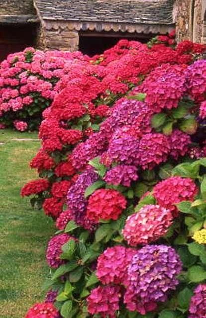 Hydrangeas -- Did you know changing aluminum in the soil changes the color of the hydrangea?