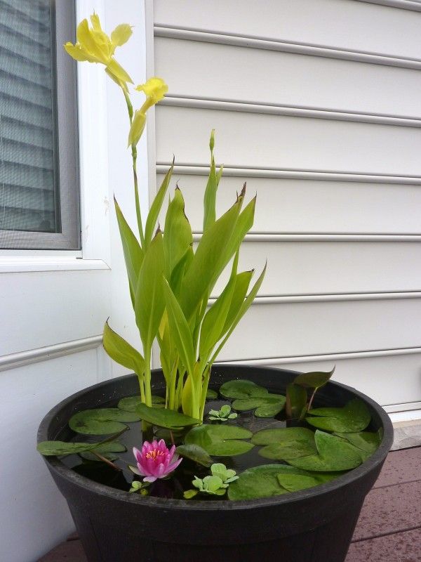 Cool idea for a water garden instead of putting in a pond. Can even have fish!