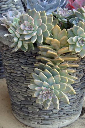 *pebble-covered pot.