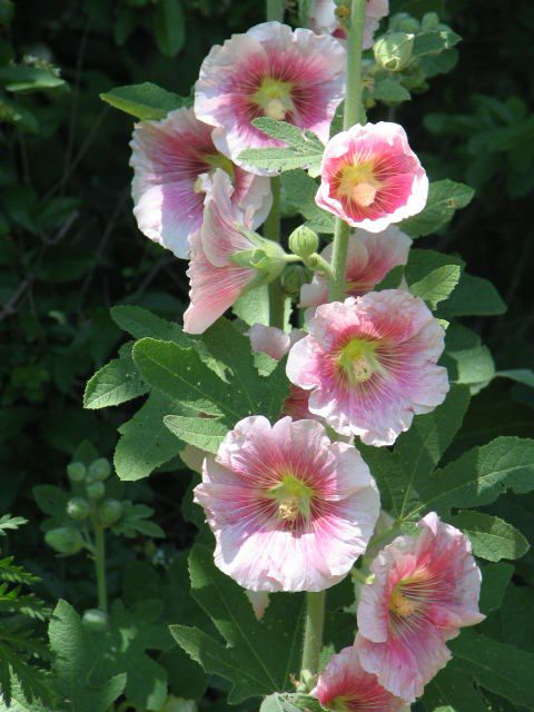 A stately pink/white combination Hollyhock from my side garden (love this plant) and using lots of sulphur spray delays the inevitable Hollyhock rust (bumpy leaves that go yellow and fall off)