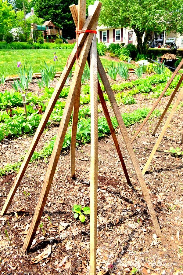 Planting a Backyard Garden -