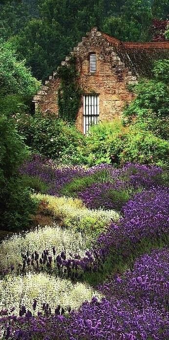 Cottage amidst the lavenders in the highlands of Scotland