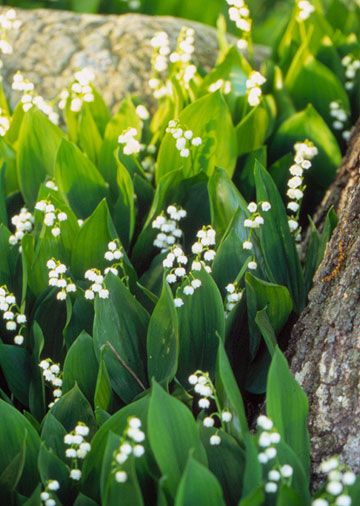 Lily of the Valley - a low maintenance ground cover with a wonderful smell & is one of my favorite flowers.