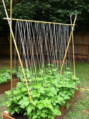 Sugarsnap pea trellis. Sugar snap peas, 2 ft by 5