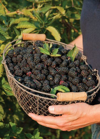 Information on growing berries