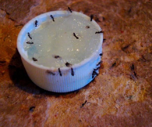 Get rid of ants almost overnight with this solution!! Pinning just in case.