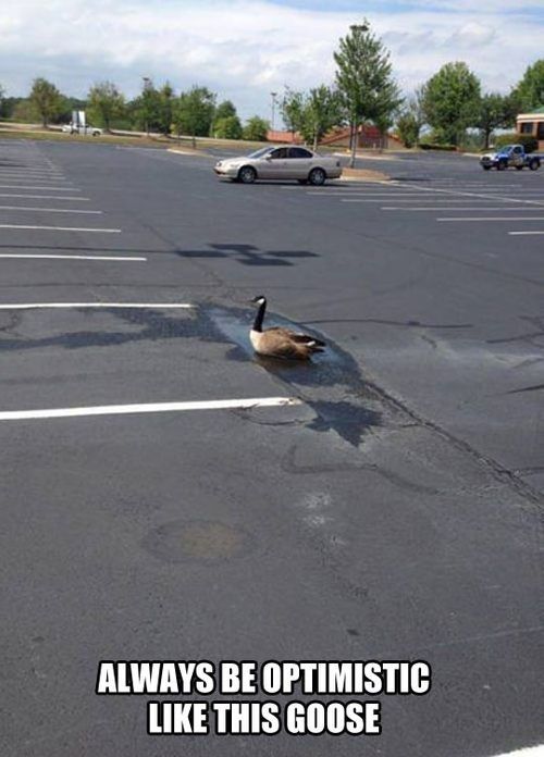 Always be optimistic like this goose