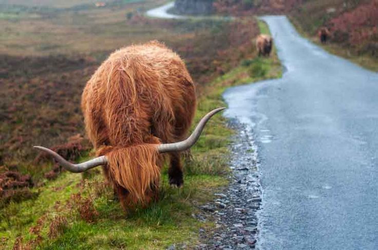 Scotland’s wild isles: a nature-packed tour of the Southern Hebrides - Lonely Planet