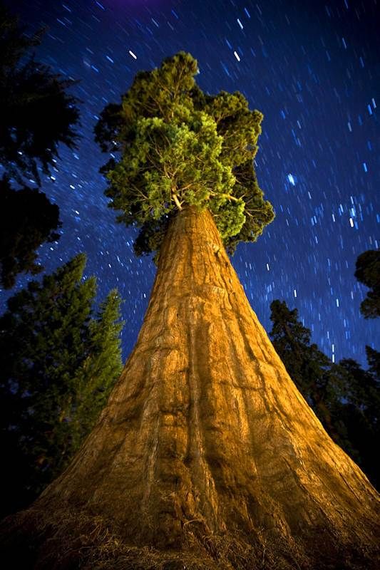 Night view with Stars – Sequoia National Park, California - 30 Extraordinary Pictures That Will Blow Your Mind
