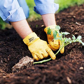 Get Your Tomatoes off to a Perfect Start Enjoy your best crop of tomatoes yet with these 10 tips to get your tomato plants off to a strong start.