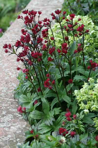 Astrantia 'Hadspen Blood' This Masterwort prefers part shade and moist soil that does not dry out. Masterwort blooms continuously throughout the summer and fall, wafting a sweet scent. Like Queen Anne’s lace, each masterwort blossom is an umbel of