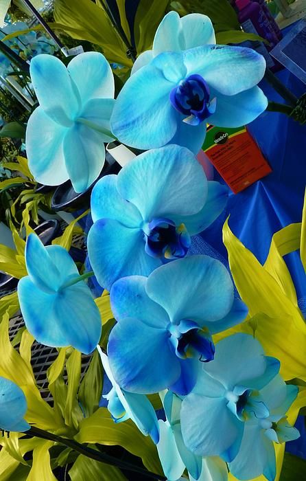 Exotic Blue Orchids. Mother nature understands complimentary hues make a great show for us lowly humans.