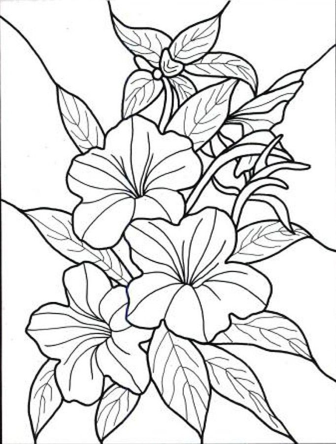 Exotic Flower Coloring Pages | Hawaiian Flower colouring pages (page 2)