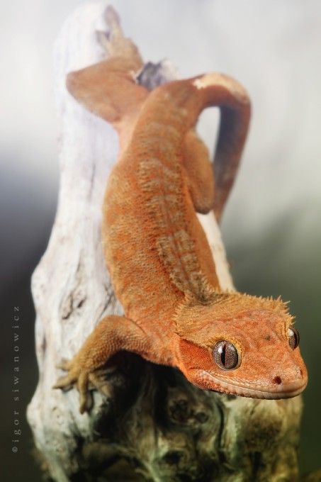 Crested Gecko