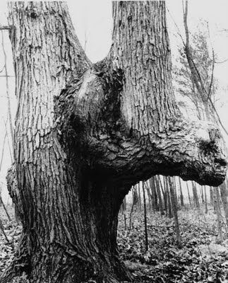 Iroquois "Spirit Tree photographed near Ft Wayne, Indiana. Photo from "The Nephilim Chronicles: A Travel Guide to the Ancient Ruins in the Ohio Valley."