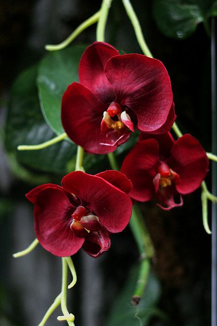 Orchids | Flickr - Photo Sharing!