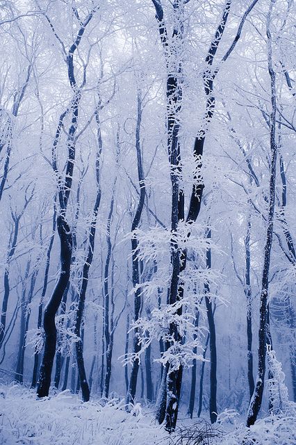 Snow in Franconian Forest, Oberfranken, Germany