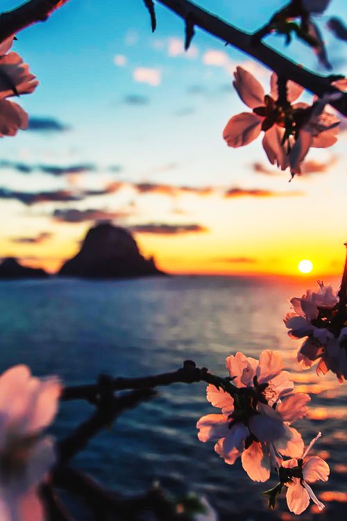 Es Vedrà with almond flowers in the foreground. Ibiza is just beautiful, even in the winter!
