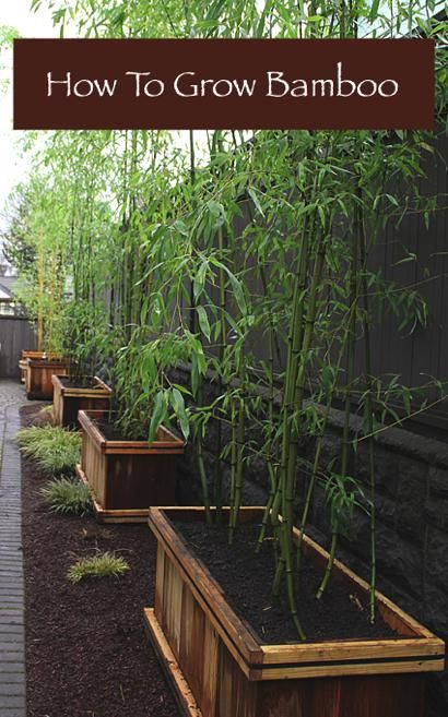 How To Grow Bamboo...http://homestead-and-survival.com/how-to-grow-bamboo/