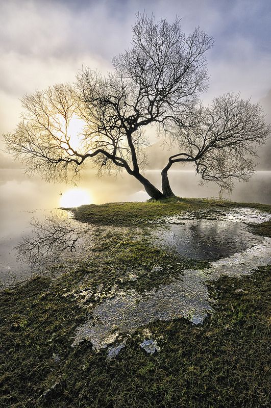Ullswater Tree, Cumbria