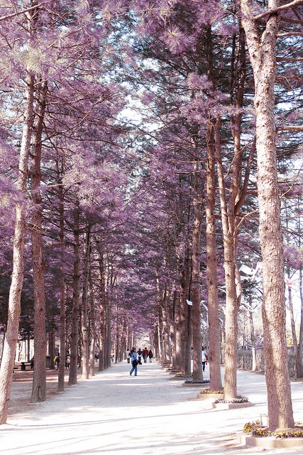 Nami Island, South Korea