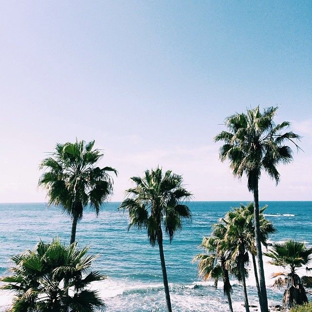 Palms
