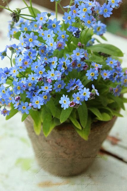 Forget-me-nots