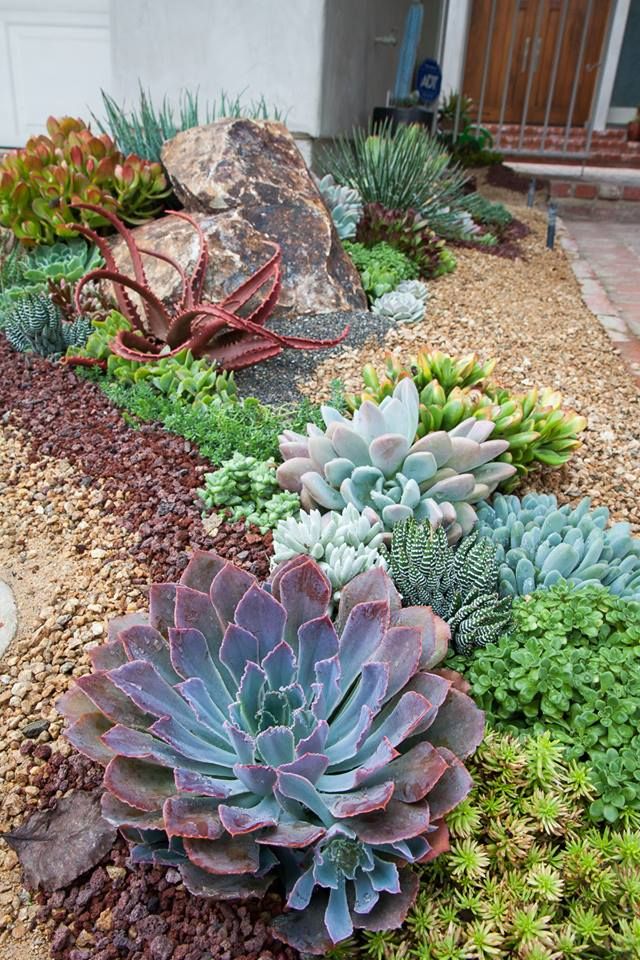 New front entry succulent tapestry in La Jolla. Photo/Kyle Short. Designer/Laura Eubanks at Design For Serenity