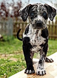 Louisiana Catahoula Leopard Dog Puppy