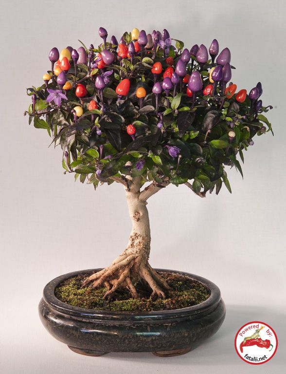 What can be more creative and versatile hobby and art than growing a chile pepper from a seed to a bonsai chile tree? (Personally, I don't think I have the patience to do this myself, but totally admire the work of art they are!)