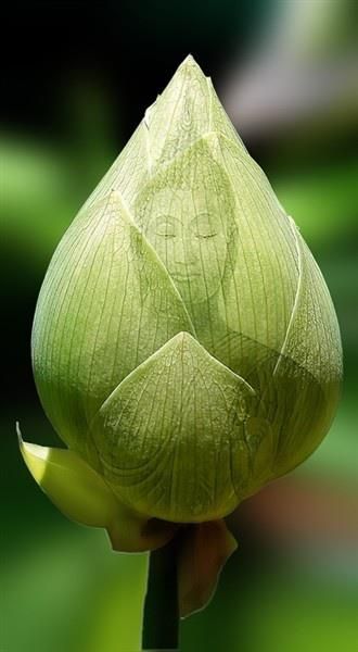 Green Buddha on a Lotus Flower Bud' I simply love this... awesome.