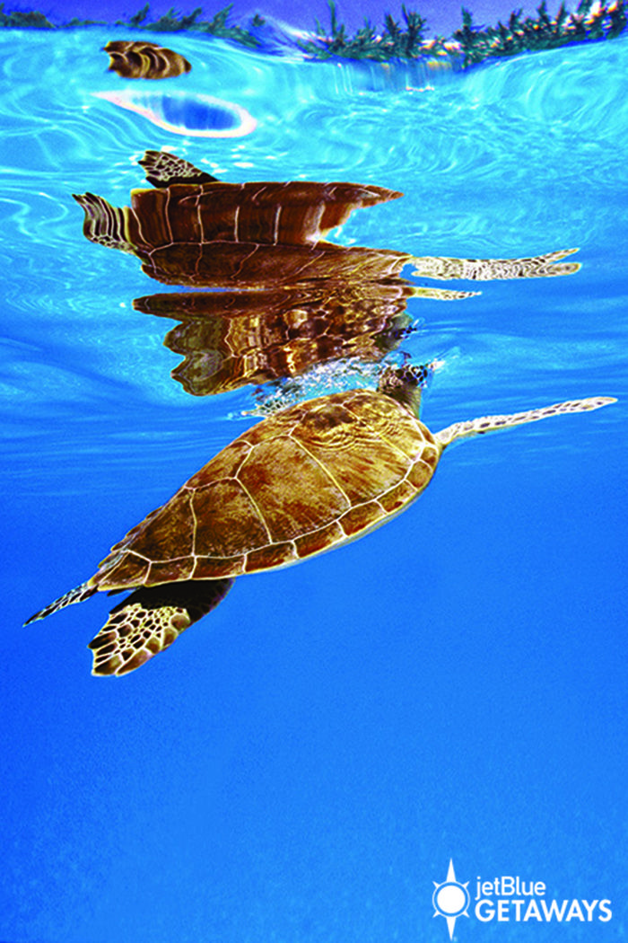 One of Grand Cayman's most famous sites to dive is known as the underwater Grand Canyon - home to healthy coral reef formations, swim-through caves, and abundant sea-life. Learn more by visiting JetBlue Getaways (air + hotel).