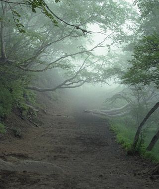 Englands Wychwood Forest abounds in haunted tales of visitors who feel hands reaching out to touch their shoulders orhear the thunder of invisible horses. Its enough to make your spine tingle at the slightest rustle in the leaves. But for every traveler w