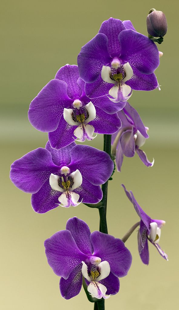 th-Orchid: Phalaenopsis Hilo Lip 'Catnip'