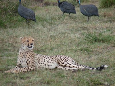 Africa Home Adventure Safaris Kenya Adventure Safari Tours