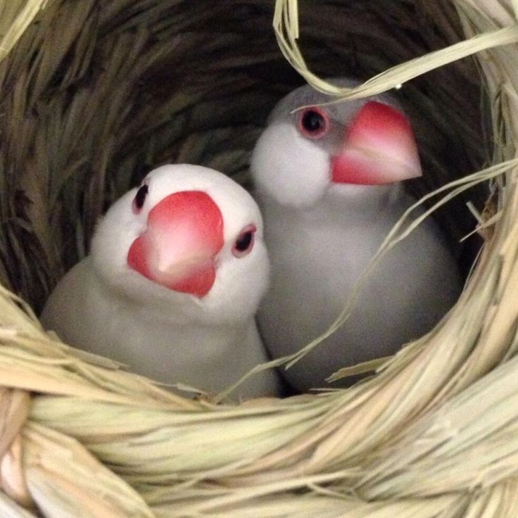 Baby Puffins!