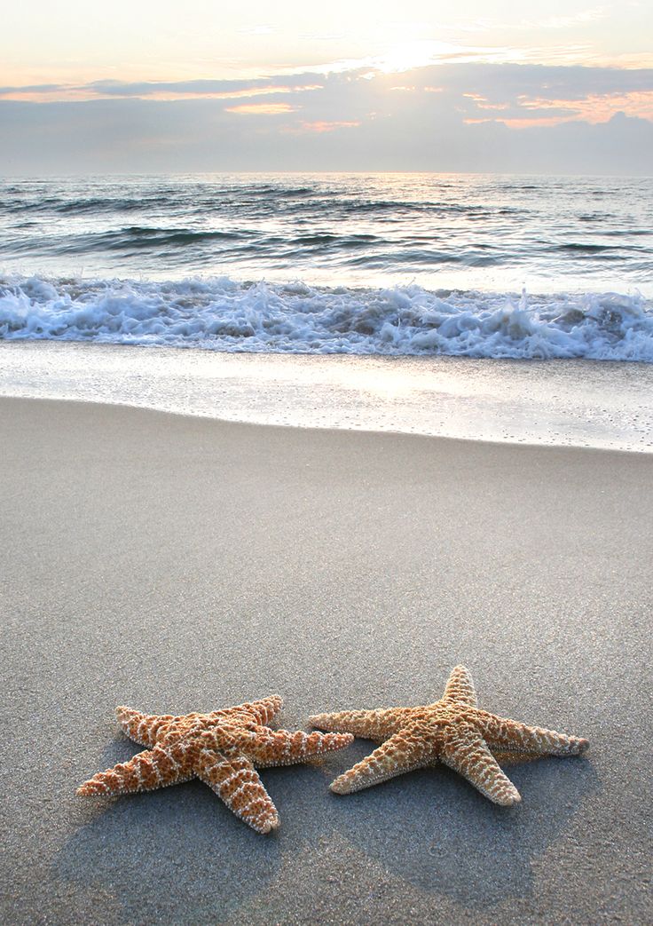 ~Starfish~ Every life form seems to reach out to its own kind in order to- not just survive- but to flourish.
