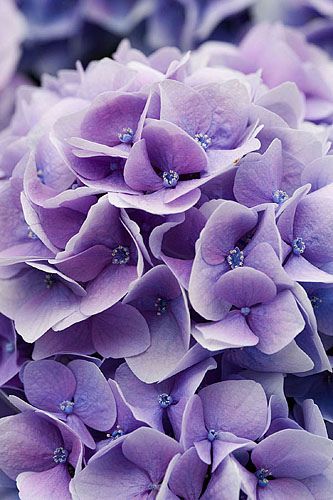 * Lavendar