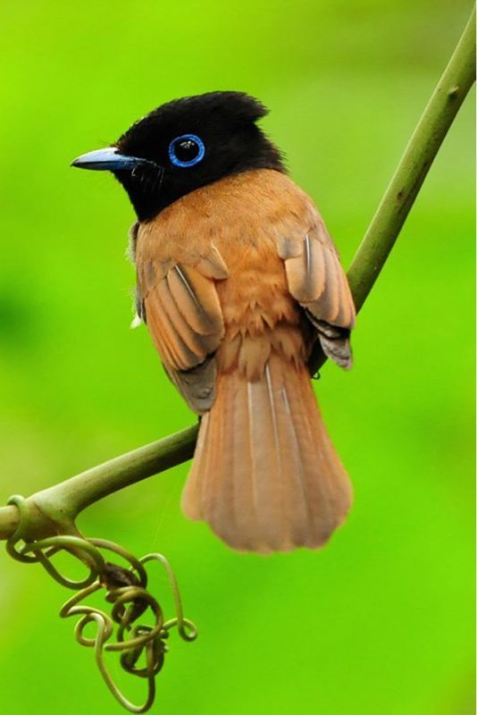Asian Paradise Flycatcher